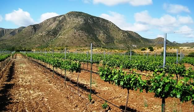 La uva zinfandel se ha convertido en un estandarte de California 