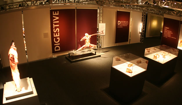 Bodies Revealed del Dr. Roy Glover 