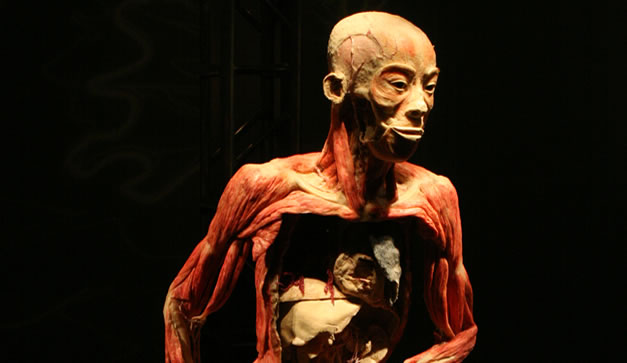 Bodies Revealed del Dr. Roy Glover 