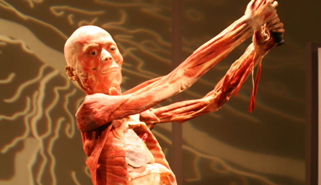 Bodies Revealed del Dr. Roy Glover 
