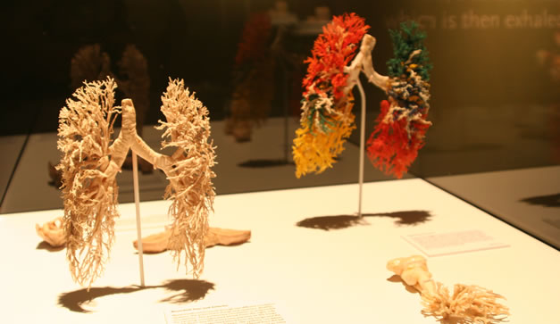 Bodies Revealed del Dr. Roy Glover 