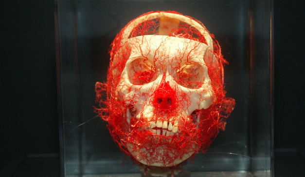Bodies Revealed del Dr. Roy Glover 
