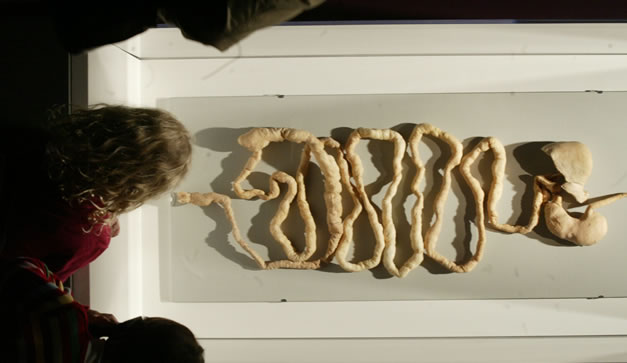 Bodies Revealed del Dr. Roy Glover 