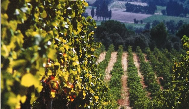 Del R�dano: Syrah, Garnacha, Monastrell, Cinsault y Carignan