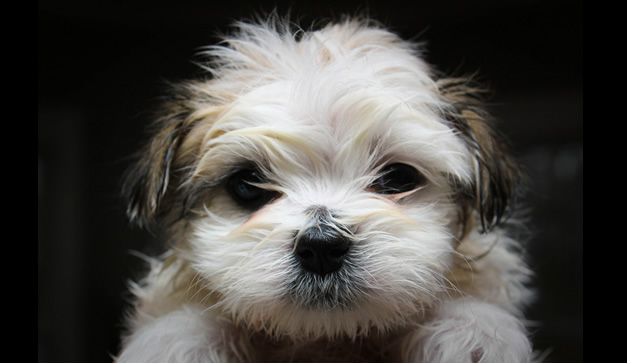 �l es lindo, yo no.