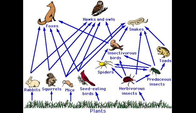 Pasas de insecto herb�voro a ara�a.