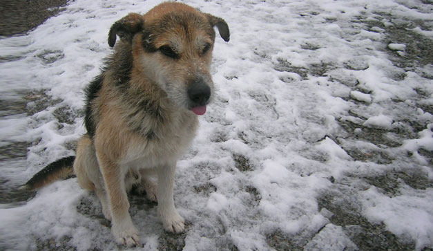 Perro feillo.