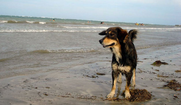 Perro feo